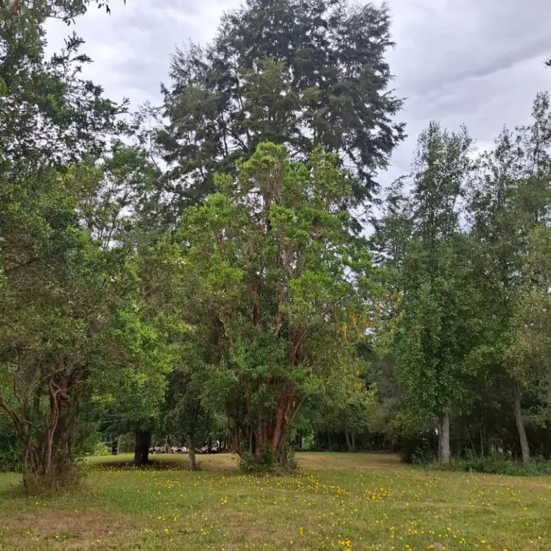 Bosque nativo con sitio de camping 9 al fondo