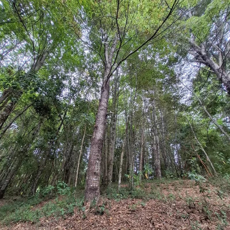 Sendero rodeado de bosque nativo con cabañas al fondo