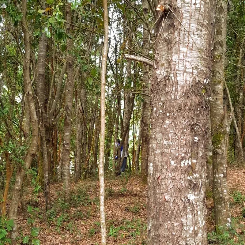 Bosque nativo con senderos para caminatas
