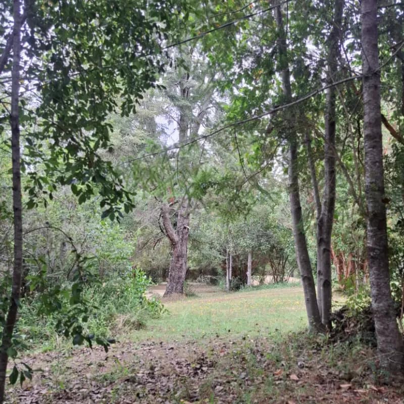 Sitio de camping 5 con carpa instalada