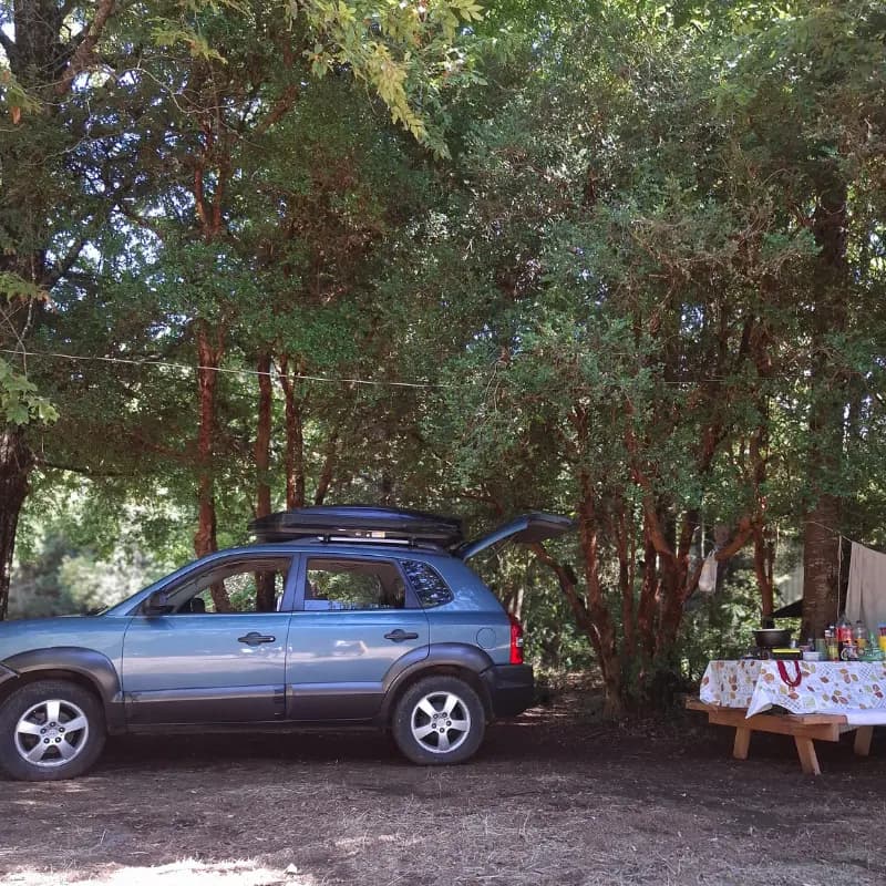 Bosque nativo con sitio de camping 11 al fondo