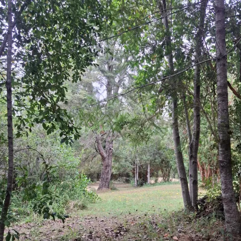 Sitio de camping 4 con carpa instalada