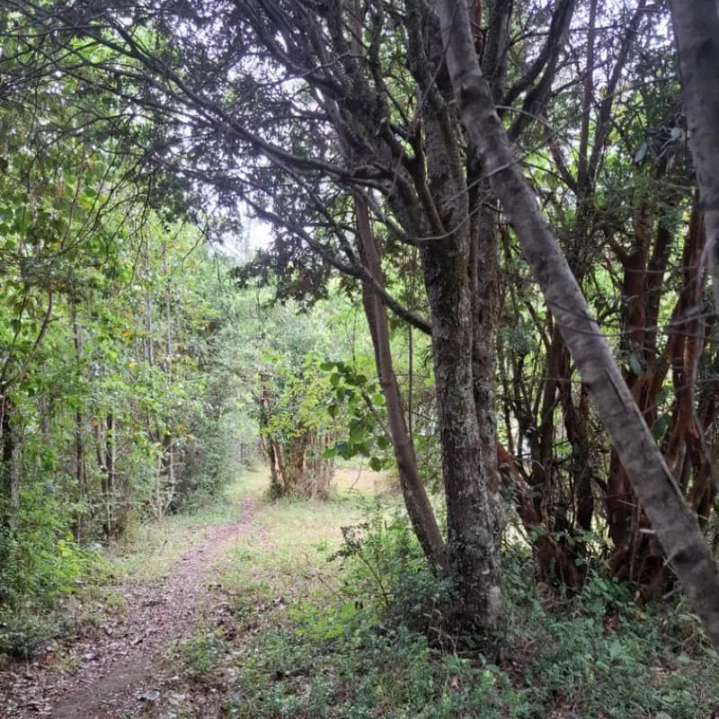 Sitio de camping rodeado de bosque nativo