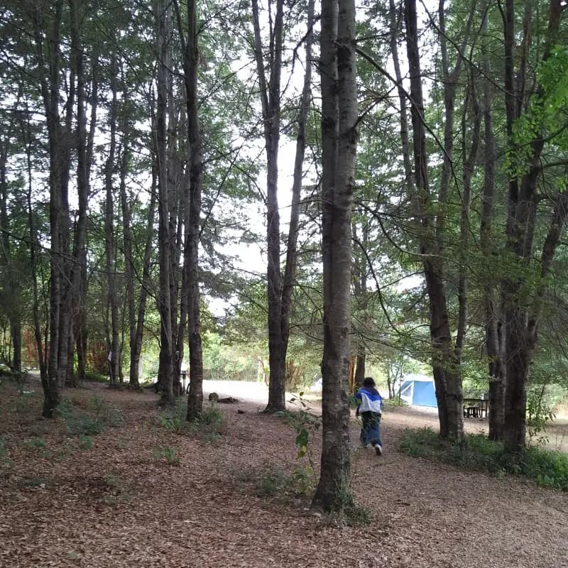 Sitio de camping junto a Roble