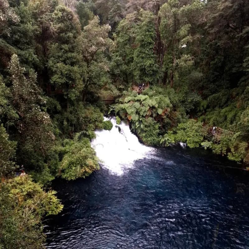 Entrada a los ojos del caburgua y bosque nativo