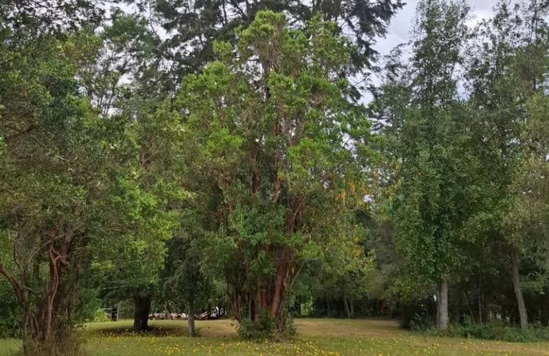 Naturaleza pura